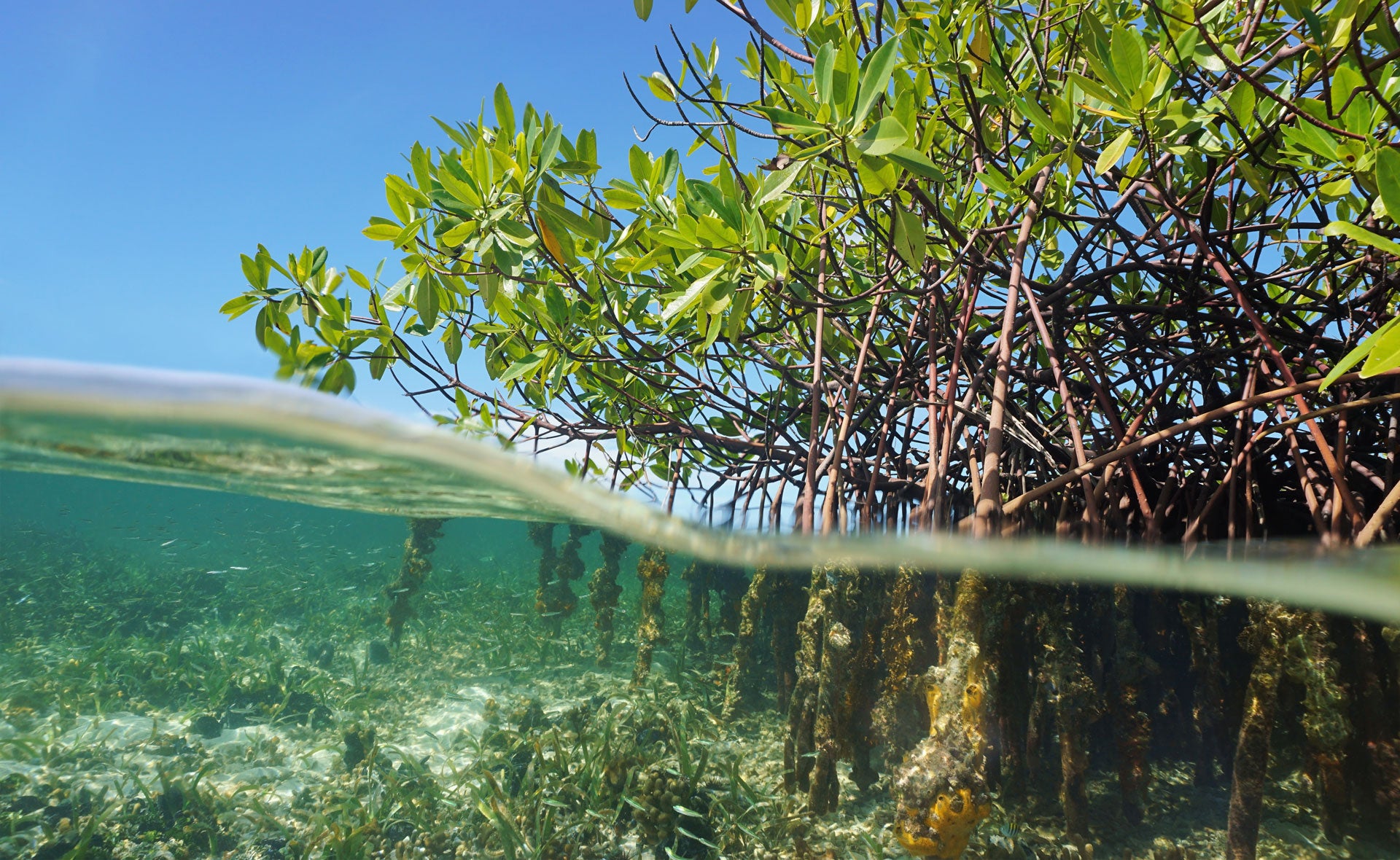 Do You Know The Types Of Mangroves That Are Around?