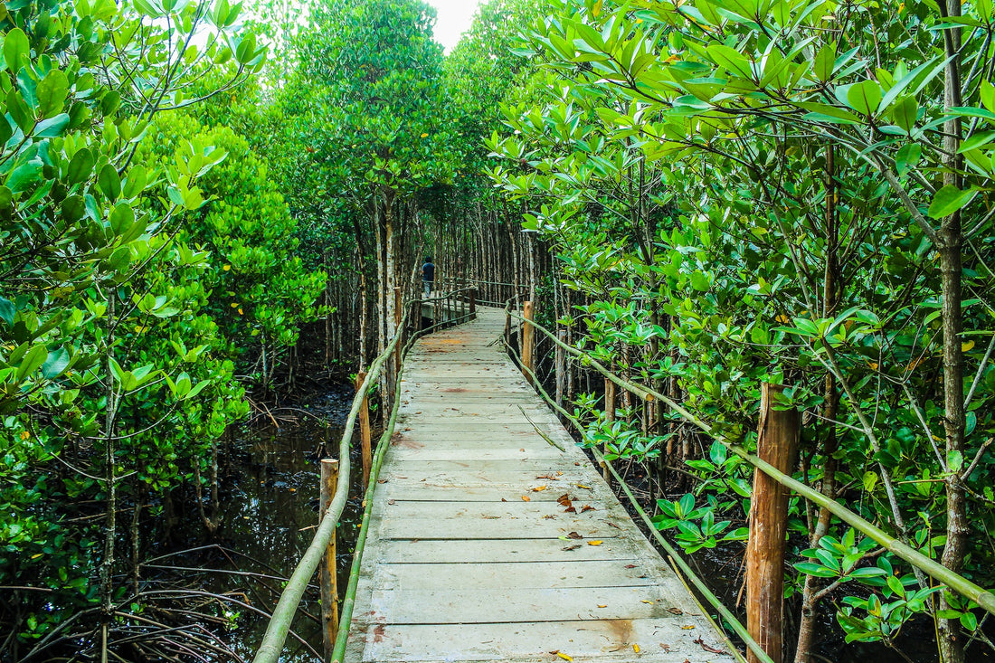 How Do Mangroves Protect The Coastlines?